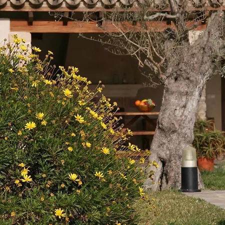 Butxaco * Pollenca
